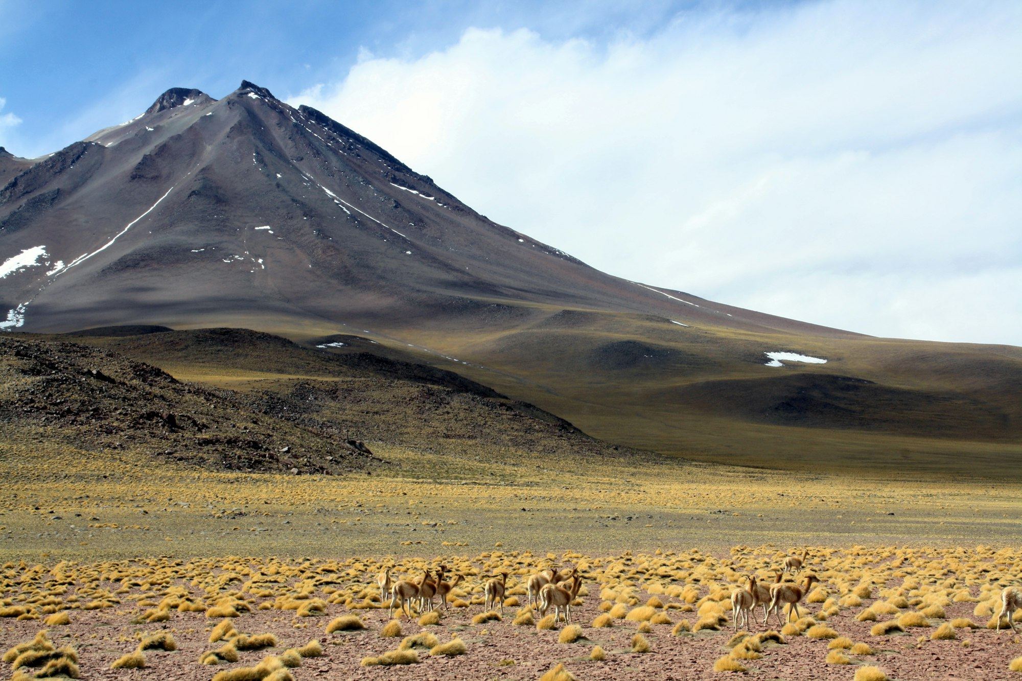 Volcán de laderas oscuras sobre la estepa, con guanacos pastando